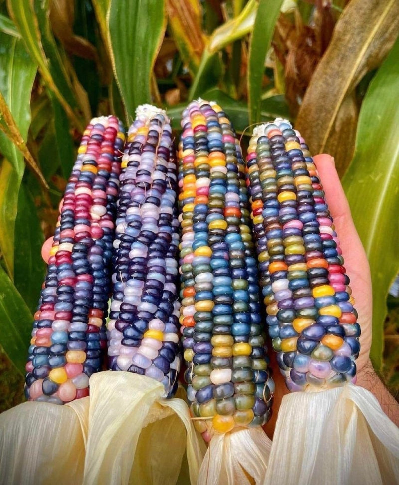 rainbow corn 