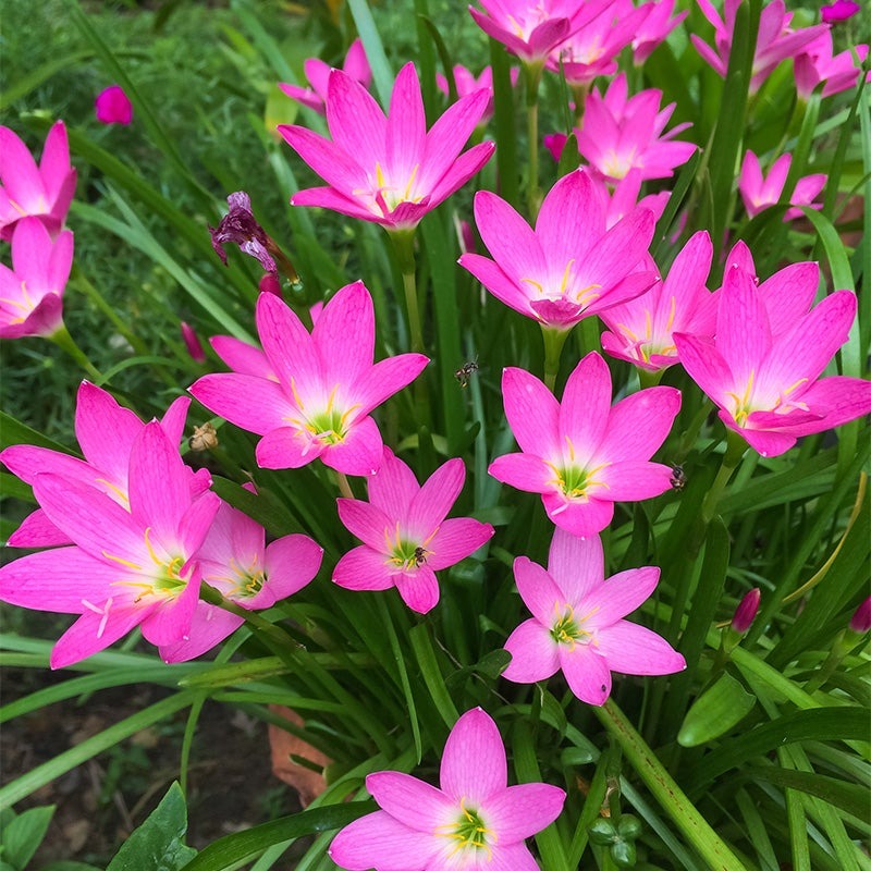 Plantogallery Rain Lily Pink Flower Bulbs Size (Std)