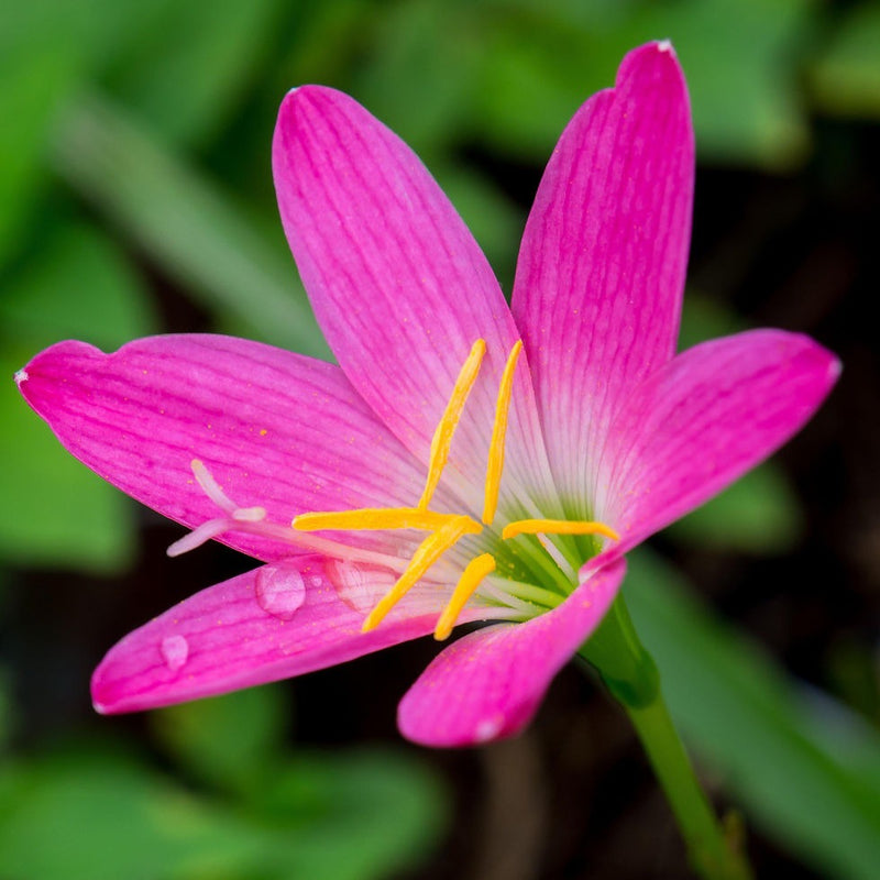 Plantogallery Rain Lily Pink Flower Bulbs Size (Std)