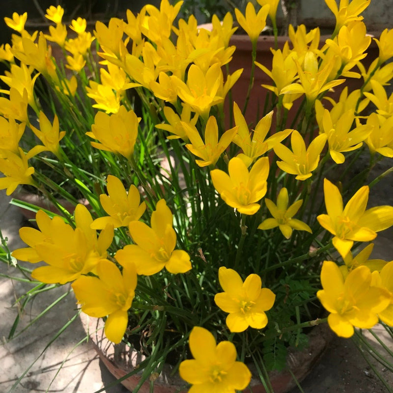 Plantogallery Rain Lily Yellow Flower Bulbs Size (Std)
