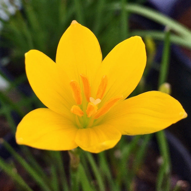 Plantogallery Rain Lily Yellow Flower Bulbs Size (Std)