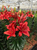 PLANTOGALLERY Asiatic Lily 12/14 Size Imported Flower Bulbs