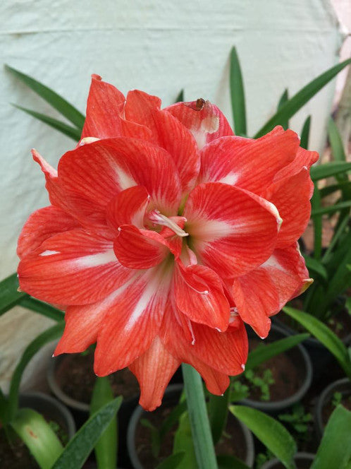 Amaryllis Lily Double Flower Bulbs (Red)