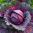 Red Cabbage Seeds For Your Own Garden - Pack of 30-50 Seeds