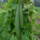 Dhari Tori - Ridge Gourd Seeds for Kitchen Gardening - Pack of 20 Seeds