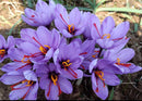 Original Saffron (Kesar) Flower Bulbs – Grow Your Own Pure Saffron at Home