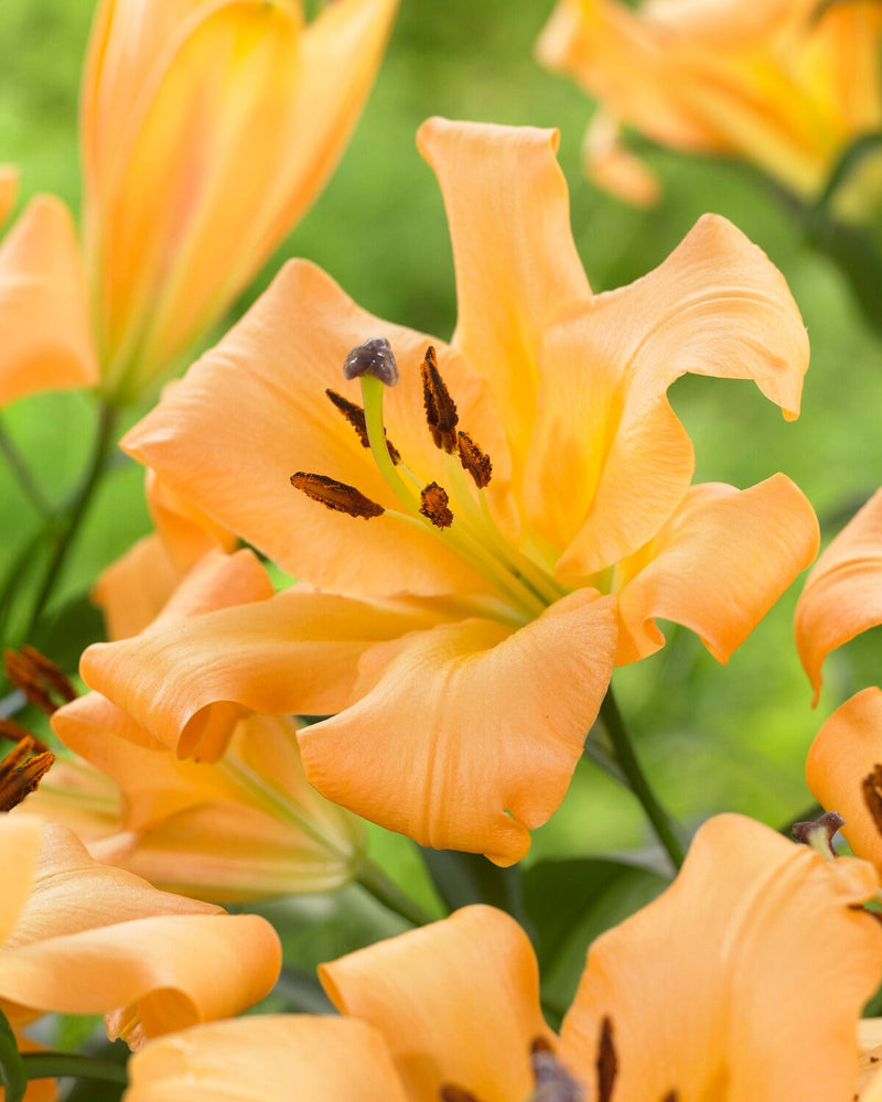 Plantogallery Oriental Lily Variety "Saltarello" (Orange)