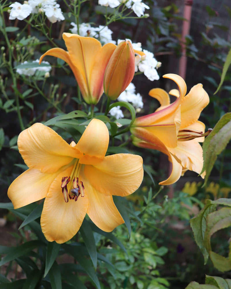 Plantogallery Oriental Lily Variety "Saltarello" (Orange)