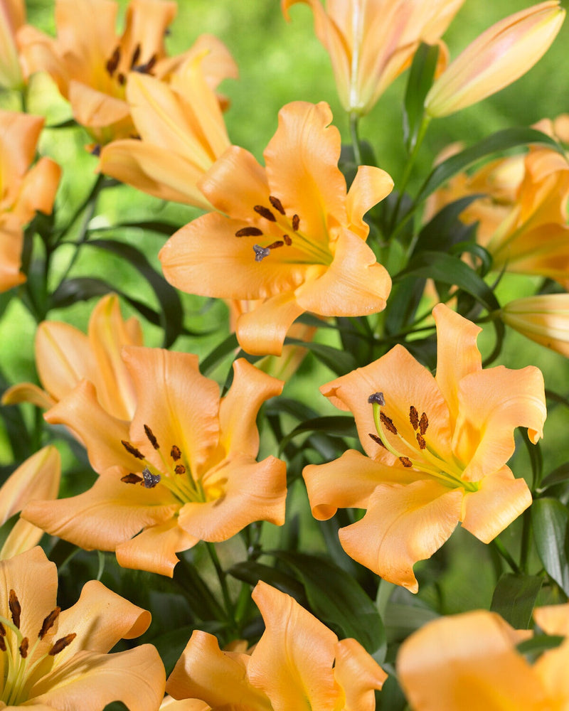 Plantogallery Oriental Lily Variety "Saltarello" (Orange)