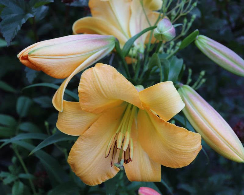 Plantogallery Oriental Lily Variety "Saltarello" (Orange)