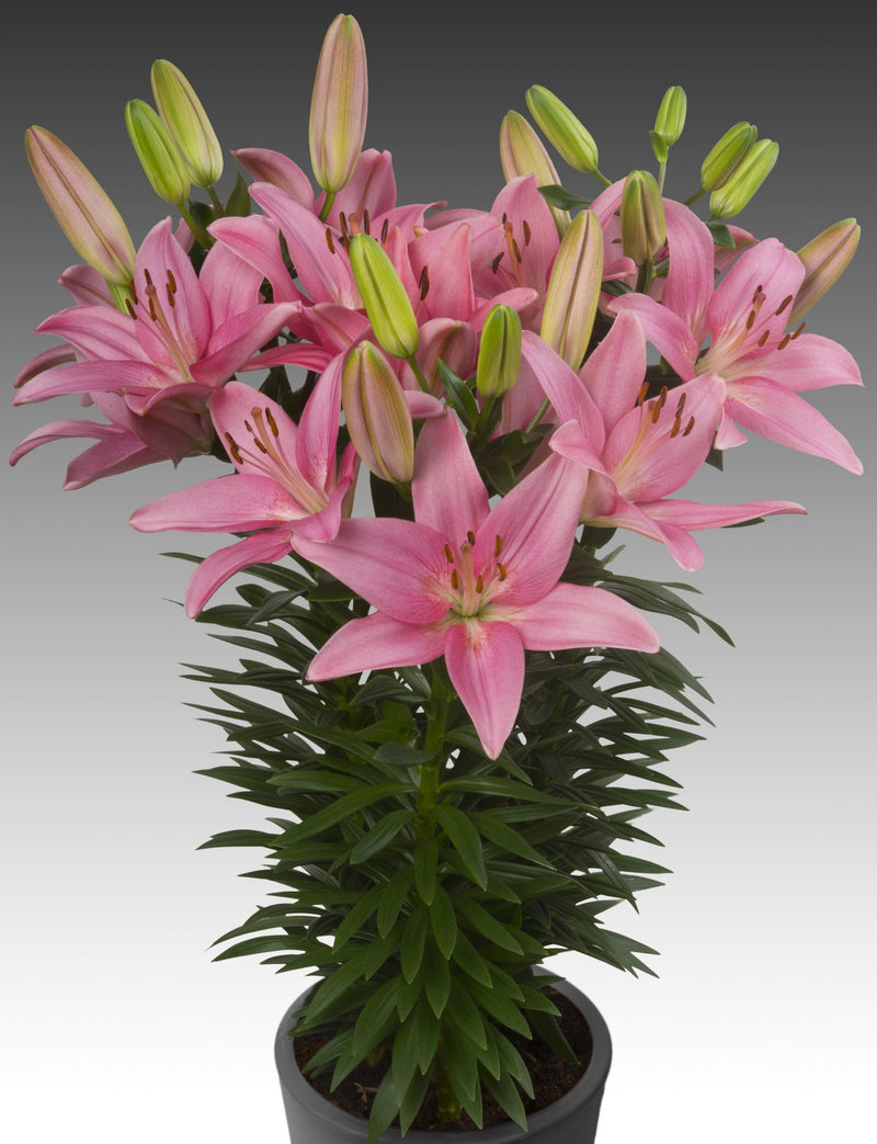 Plantogallery Pot Lilium Dwarf Variety "Trendy San Francisco" (Pink)