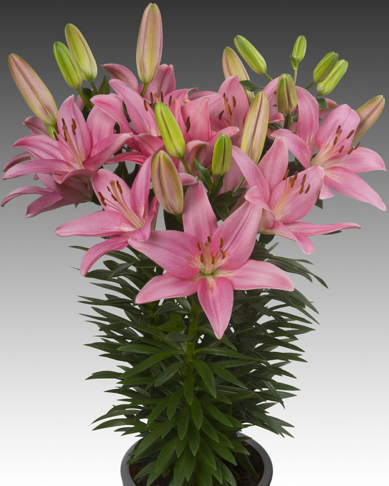 Plantogallery Pot Lilium Dwarf Variety "Trendy San Francisco" (Pink)