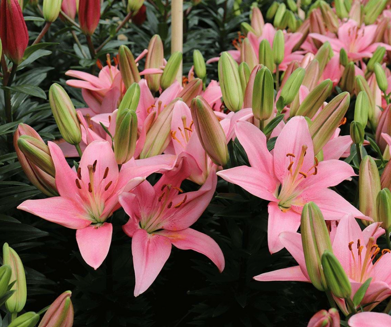 Plantogallery Pot Lilium Dwarf Variety "Trendy San Francisco" (Pink)