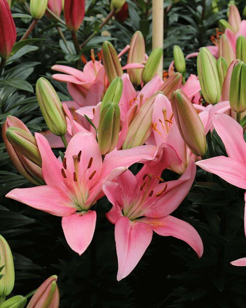 Plantogallery Pot Lilium Dwarf Variety "Trendy San Francisco" (Pink)