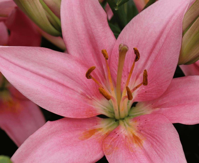 Plantogallery Pot Lilium Dwarf Variety "Trendy San Francisco" (Pink)