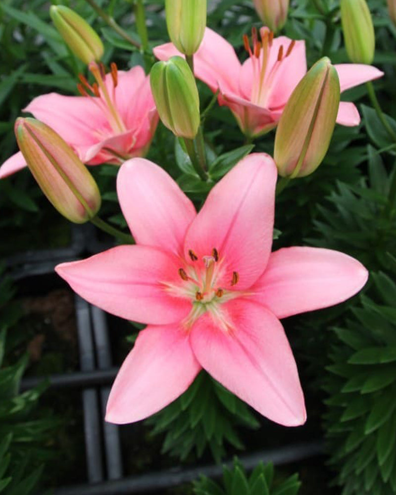 Plantogallery Pot Lilium Dwarf Variety "Trendy San Francisco" (Pink)