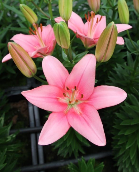 Plantogallery Pot Lilium Dwarf Variety "Trendy San Francisco" (Pink)