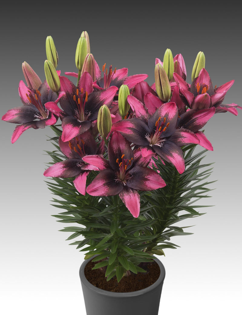 Plantogallery Pot Lilium Dwarf Variety "Trendy Santo Domingo" (Pink Bio)