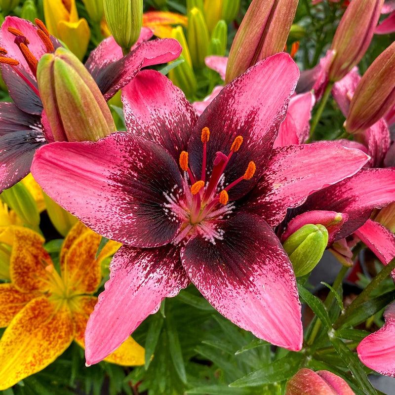 Plantogallery Pot Lilium Dwarf Variety "Trendy Santo Domingo" (Pink Bio)