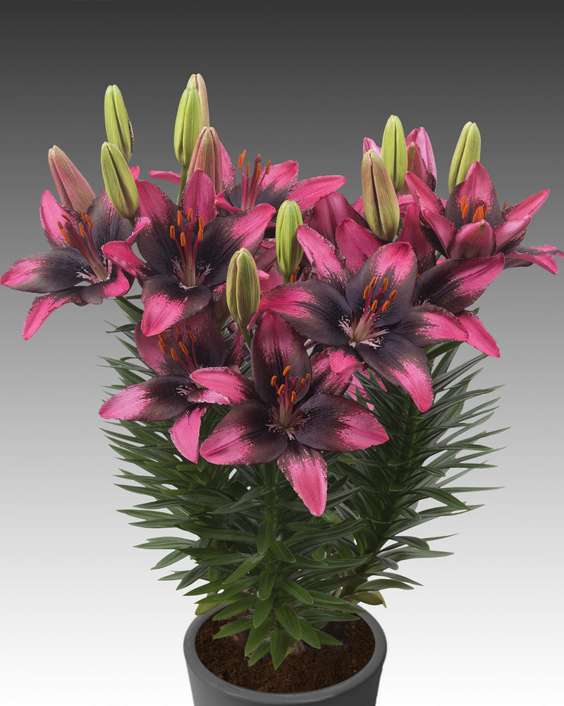 Plantogallery Pot Lilium Dwarf Variety "Trendy Santo Domingo" (Pink Bio)