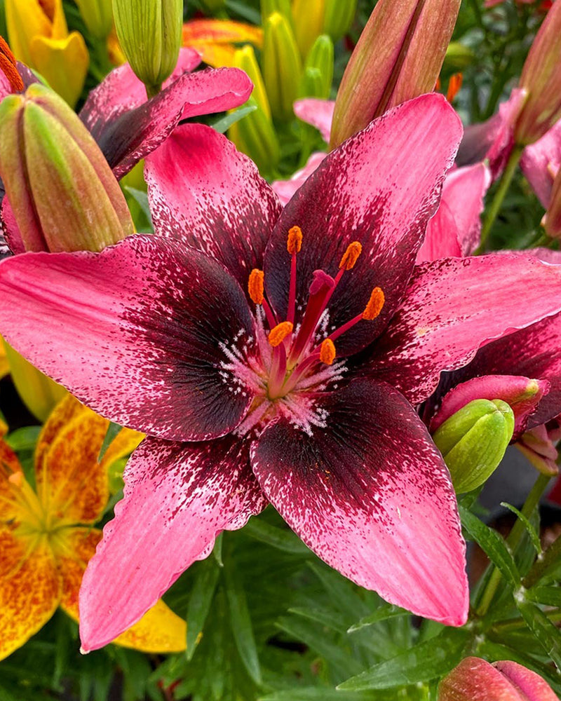 Plantogallery Pot Lilium Dwarf Variety "Trendy Santo Domingo" (Pink Bio)