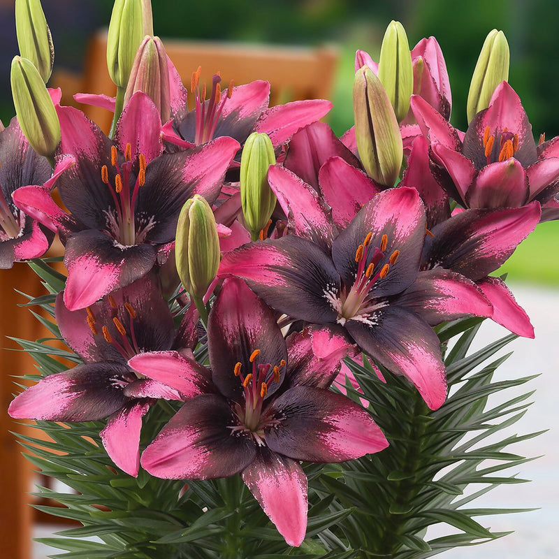 Plantogallery Pot Lilium Dwarf Variety "Trendy Santo Domingo" (Pink Bio)