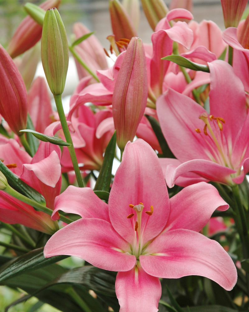 Plantogallery Lilium - Asiatic Lily Variety "Indian summerset" Size 12/14 (Pink)