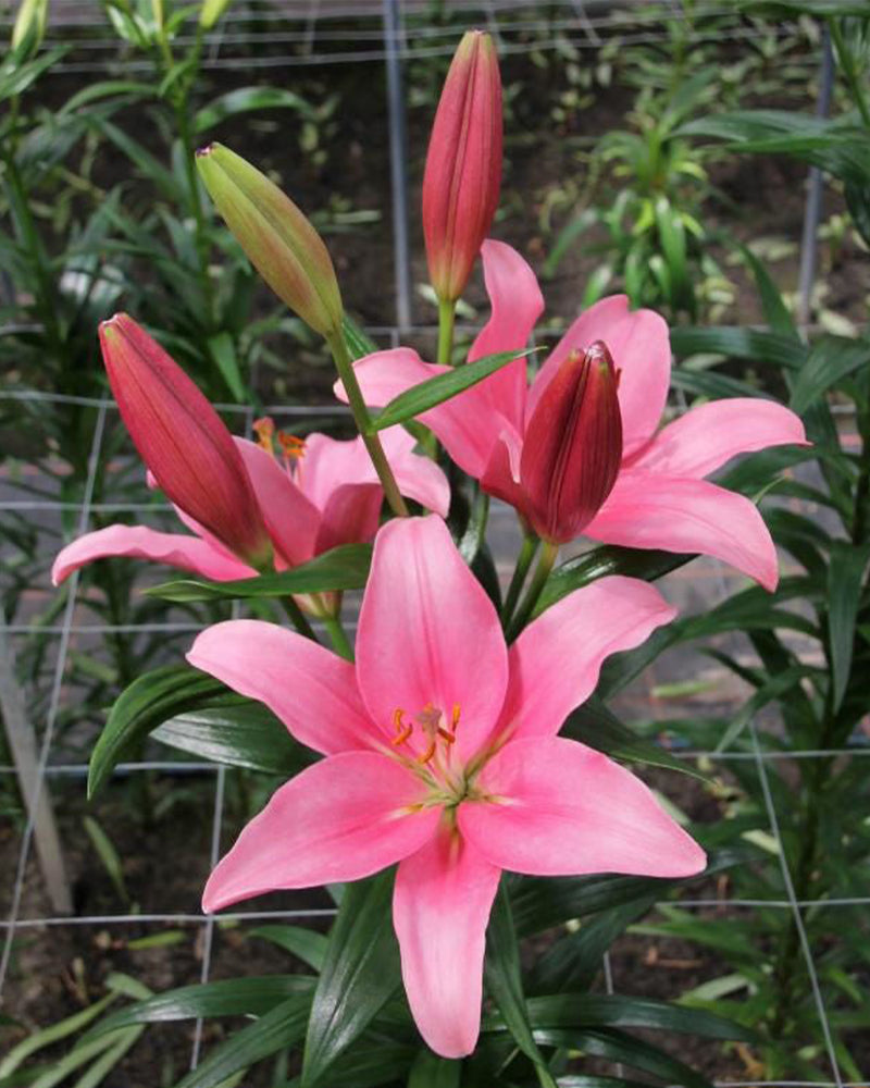 Plantogallery Lilium - Asiatic Lily Variety "Indian summerset" Size 12/14 (Pink)