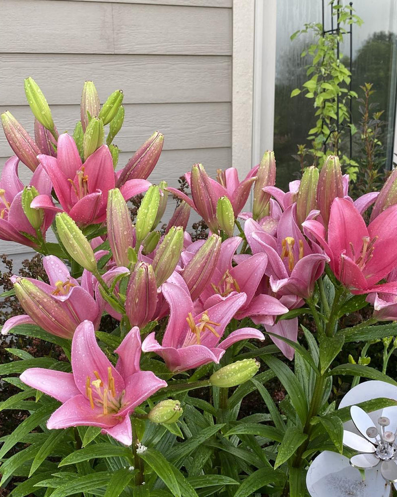 Plantogallery Lilium - Asiatic Lily Variety "Indian summerset" Size 12/14 (Pink)