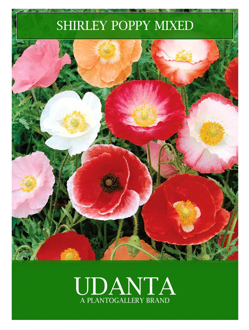 Udanta Shirley Poppy Flowers Seeds For Balcony Gardening Avg 30-40 Each Packet