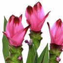 Imported Curcuma Alismatifolia Siam Tulip Flower Bulbs - Variety Splash (Dark Pink)