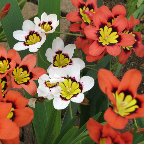 Plantogallery Sparaxis Mix Imported Flower Bulbs Size 7/8