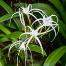 Spider Lily Flower Bulbs For All Season