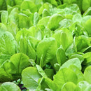 Palak - Spinach Seeds for Home Gardening - Pack of 200 Seeds
