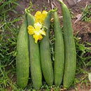 Tori - Sponge Gourd Seeds for Planting - Pack of 20 Seeds