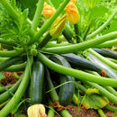 zucchini - Squash Green Seeds for Home Gardening - Pack of 15 Seeds