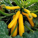 Zucchini - Squash Yellow Seeds for Planting - Pack of 10 Seeds