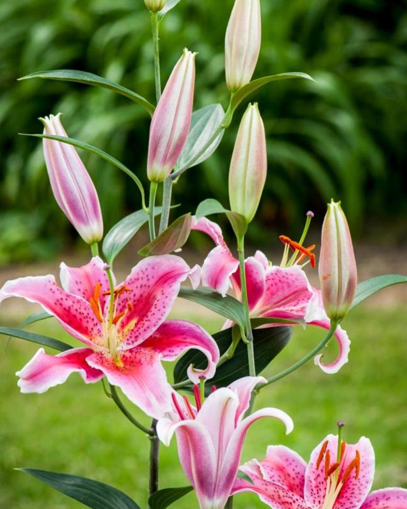 Plantogallery Oriental Lily Variety "Star Dancer" (Bio Color)