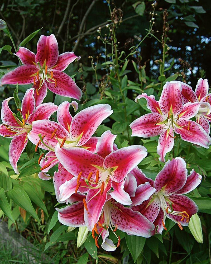 Plantogallery Oriental Lily Variety "Star Dancer" (Bio Color)