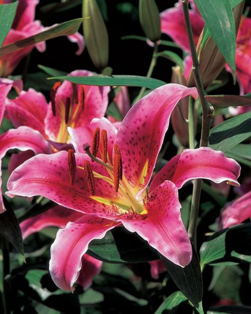 Plantogallery Oriental Lily Variety "Star Dancer" (Bio Color)