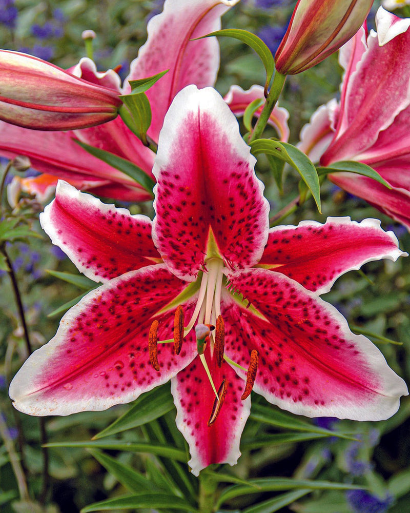 Plantogallery Oriental Lily Variety "Starfighter" (Bio Color)