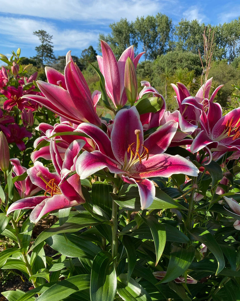 Plantogallery Oriental Lily Variety "Starfighter" (Bio Color)