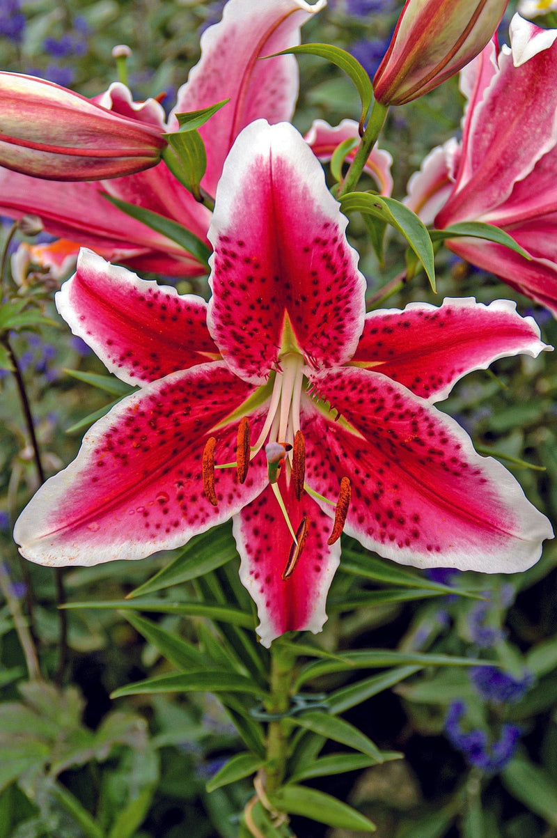 Plantogallery Oriental Lily Variety "Starfighter" (Bio Color)