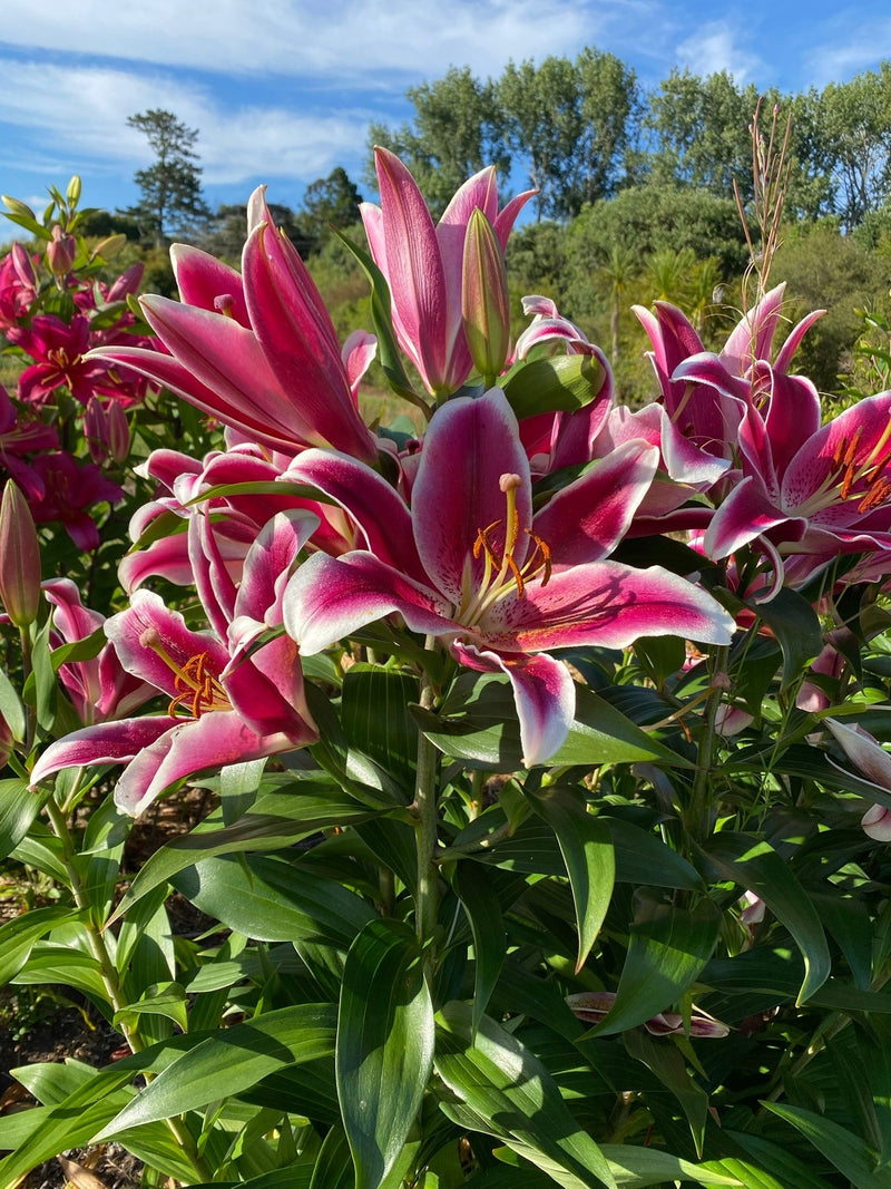 Plantogallery Oriental Lily Variety "Starfighter" (Bio Color)