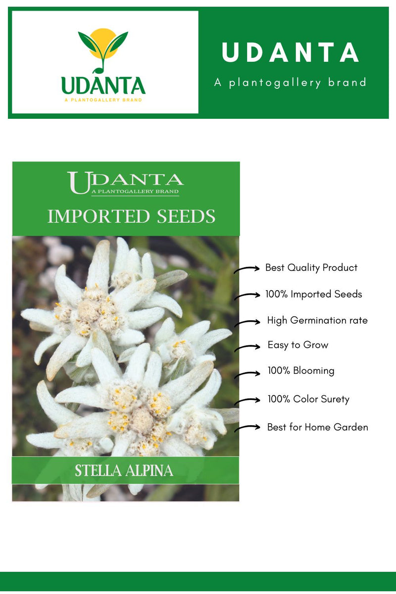 Udanta Imported Flower Seeds - Stella Alpina Edelweiss Perennial Flower Seeds - Qty 0.5Gm Pack of 2 Pkt