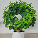 Stephania Erecta Bulb – Rare Plant for Indoor Gardening