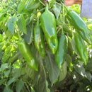 Sweet Pepper - Moti Mirch Green Seeds for Home Gardening - 30-50 Seeds