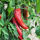 Sweet Pepper Red - Moti Mirch Seeds for Kitne Gardening - Pack of 30-50 Seeds