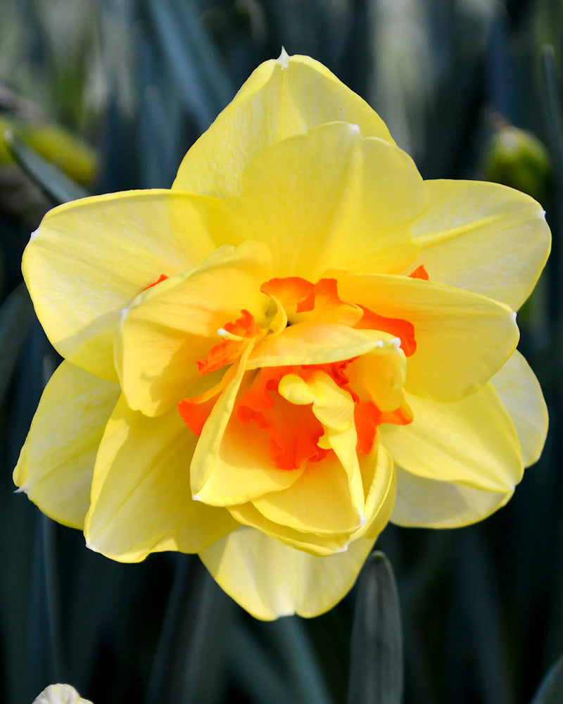 Plantogallery Daffodil Flower Bulbs Variety "Tahiti" (Yellow Orange)