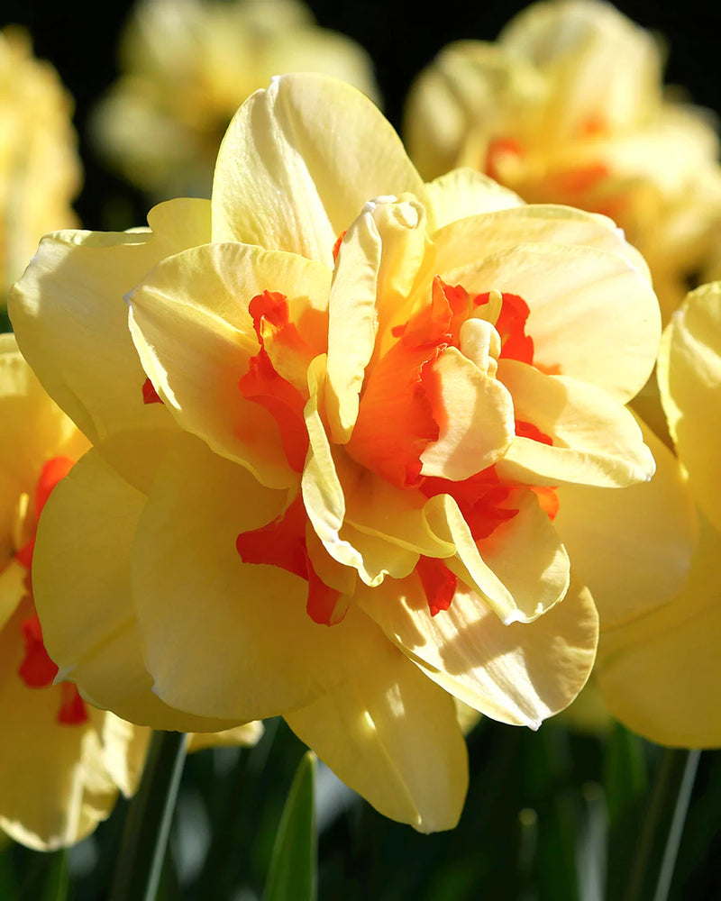 Plantogallery Daffodil Flower Bulbs Variety "Tahiti" (Yellow Orange)